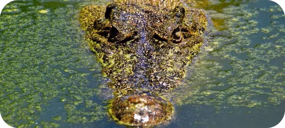 Crocodile du parc La ferme aux Crocodiles