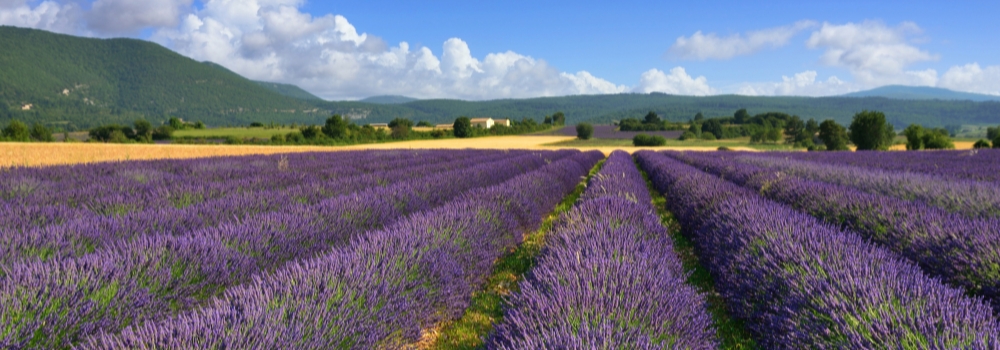 The Lavender Plateau